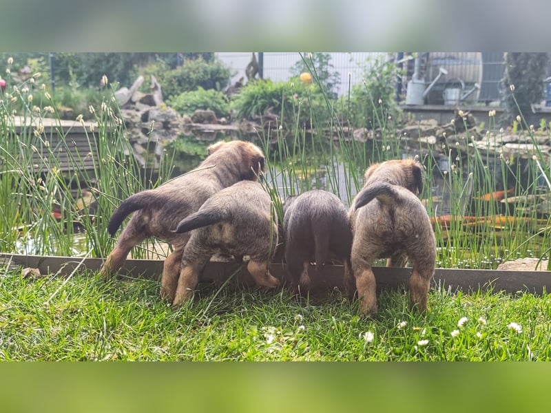 3 süße Border Terrier Welpen suchen ein liebevolles Zuhause