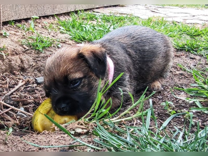 3 süße Border Terrier Welpen suchen ein liebevolles Zuhause