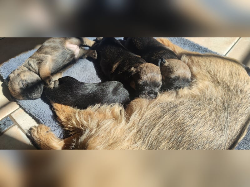 4 süße Border Terrier Welpen suchen ein liebevolles Zuhause
