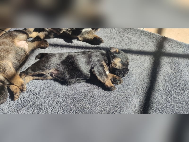 4 süße Border Terrier Welpen suchen ein liebevolles Zuhause