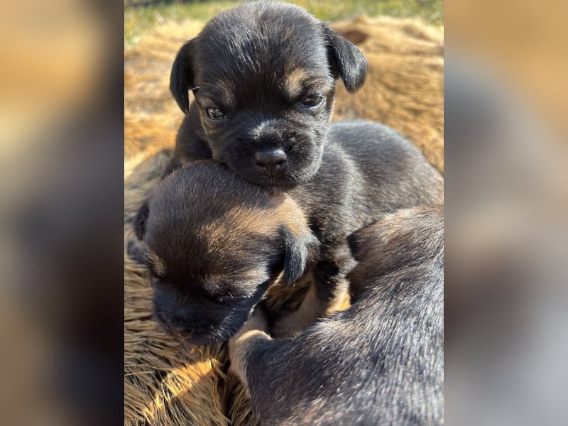 Border Terrier Welpen