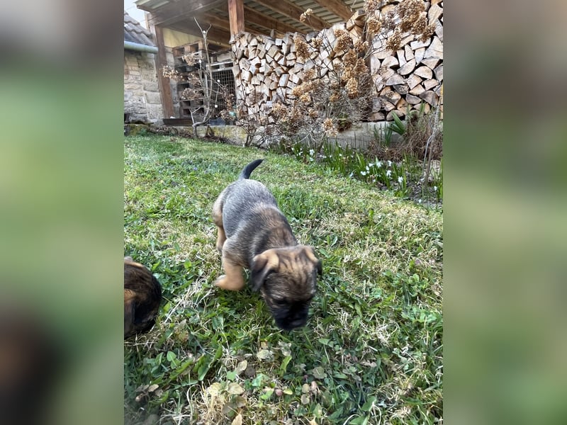 Border Terrier Welpen