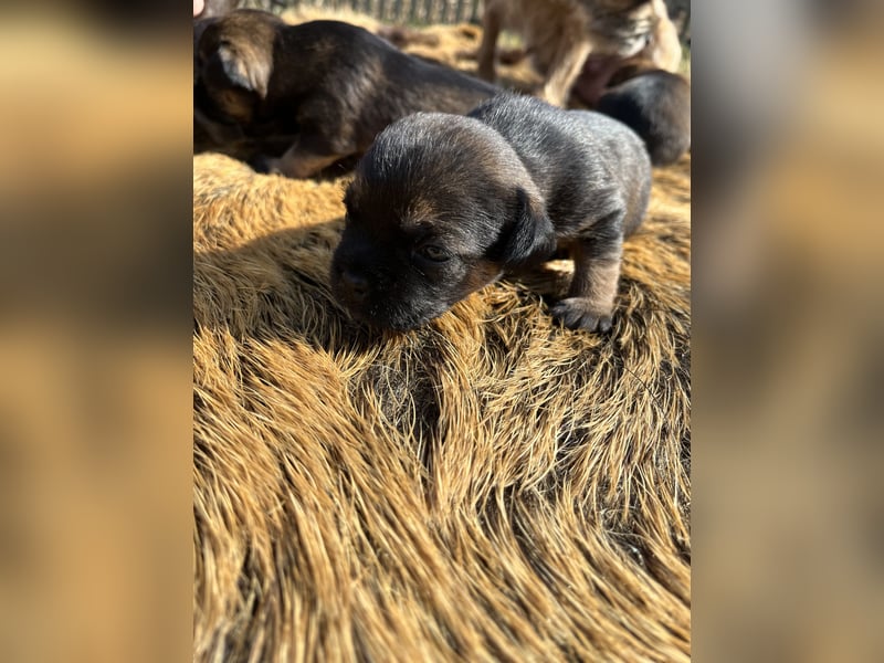 Border Terrier Welpen