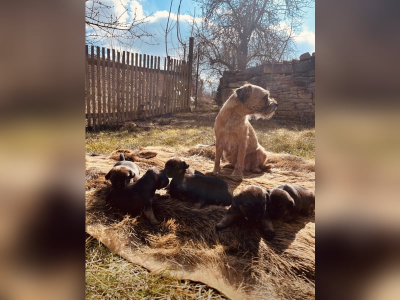 Border Terrier Welpen