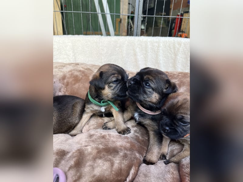Border Terrier Welpen