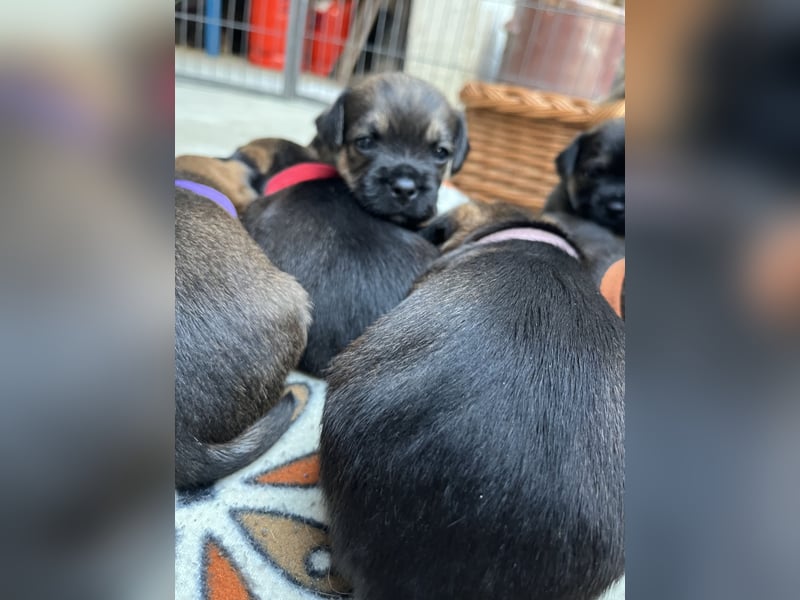Border Terrier Welpen