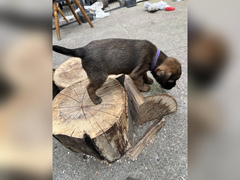 Border Terrier Welpen