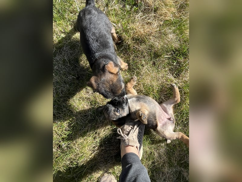 Border Terrier Welpen