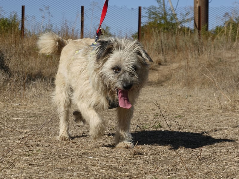 Clark sucht ein neues Zuhause