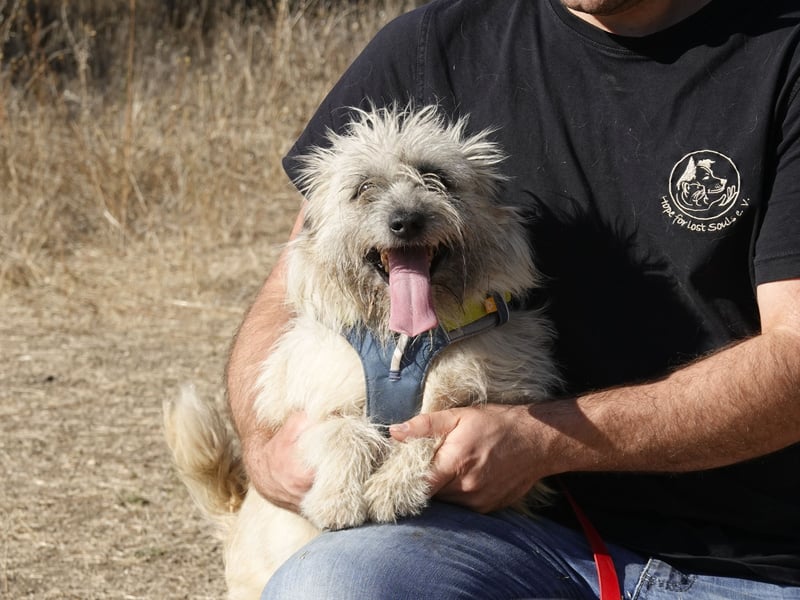 Clark sucht ein neues Zuhause