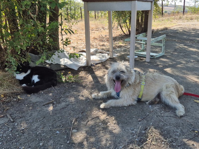 Clark sucht ein neues Zuhause