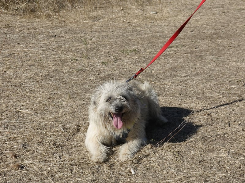 Clark sucht ein neues Zuhause