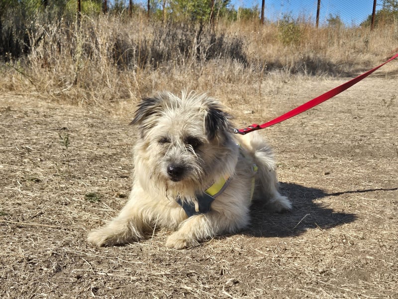 Clark sucht ein neues Zuhause