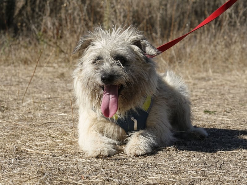 Clark sucht ein neues Zuhause