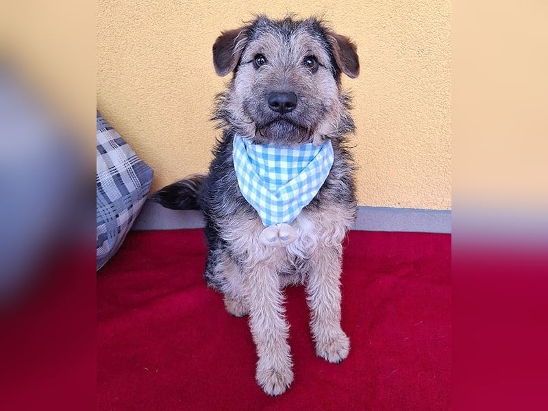 superlieber kleiner Lausbub TEDDY - 1 Jahr, 38cm(8,5kg - Border Terrier-Mix