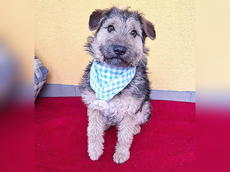 superlieber kleiner Lausbub TEDDY - 1 Jahr, 38cm(8,5kg - Border Terrier-Mix