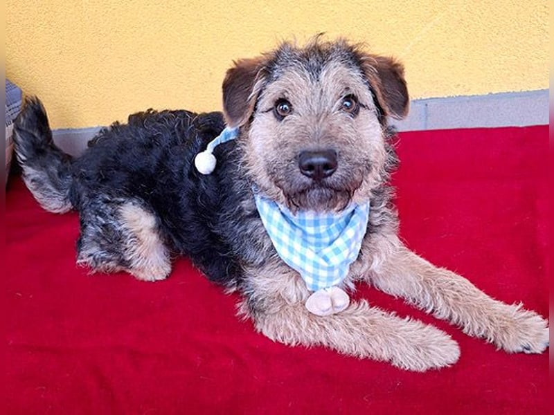 superlieber kleiner Lausbub TEDDY - 1 Jahr, 38cm(8,5kg - Border Terrier-Mix