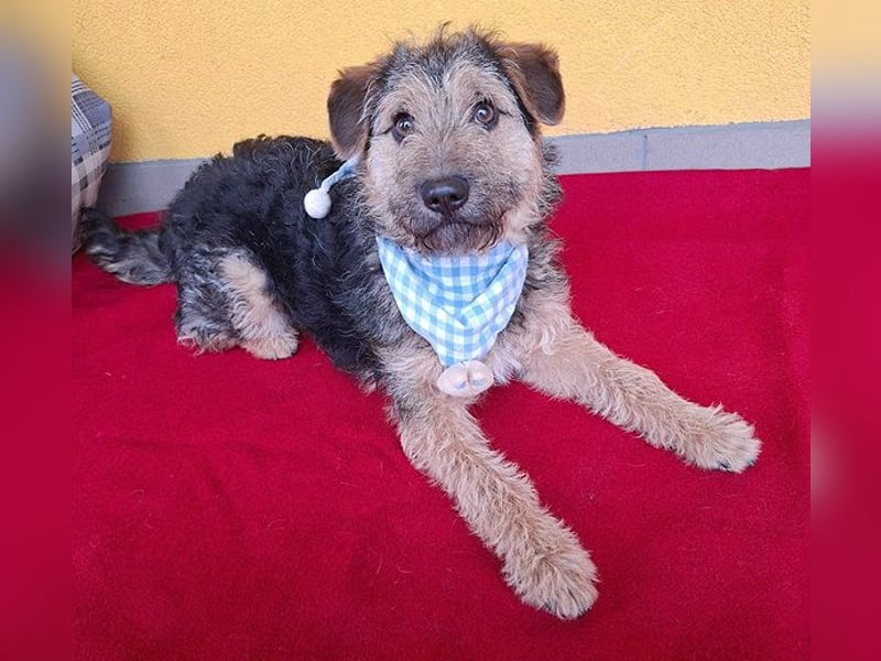 superlieber kleiner Lausbub TEDDY - 1 Jahr, 38cm(8,5kg - Border Terrier-Mix