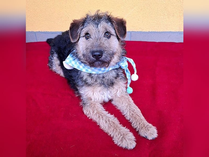 superlieber kleiner Lausbub TEDDY - 1 Jahr, 38cm(8,5kg - Border Terrier-Mix