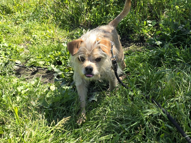 Loki: kleiner Struwel sucht Geborgenheit