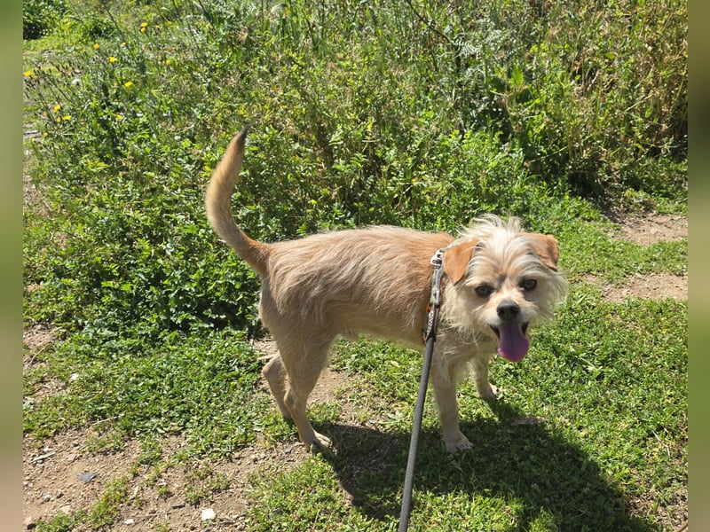 Loki: kleiner Struwel sucht Geborgenheit