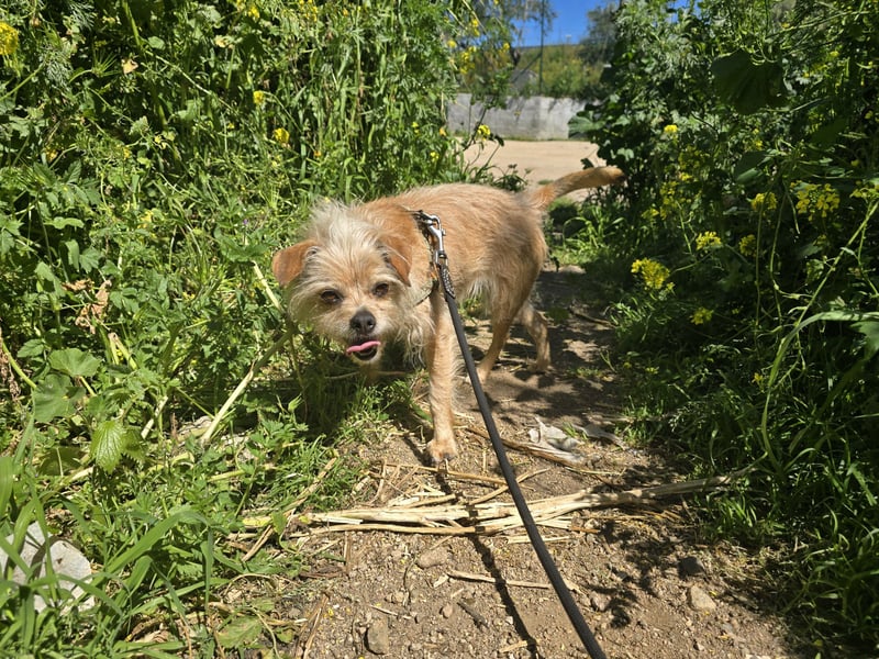 Loki: kleiner Struwel sucht Geborgenheit