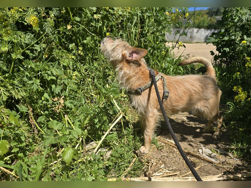 Loki: kleiner Struwel sucht Geborgenheit