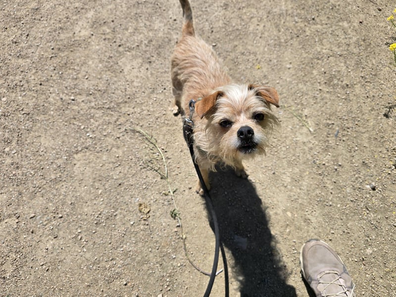 Loki: kleiner Struwel sucht Geborgenheit