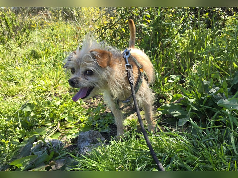 Loki: kleiner Struwel sucht Geborgenheit