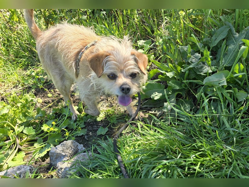 Loki: kleiner Struwel sucht Geborgenheit