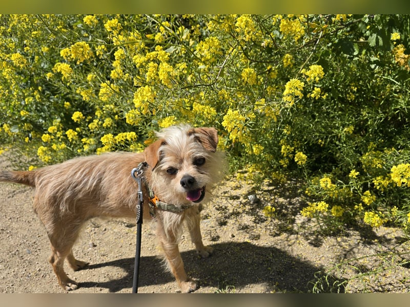 Loki: kleiner Struwel sucht Geborgenheit