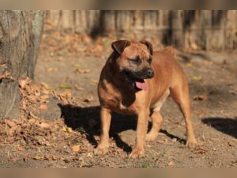 Fritzi - ein lebhafter Rohdiamant sucht aktive, konsequente Menschen