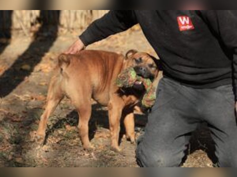 Fritzi - ein lebhafter Rohdiamant sucht aktive, konsequente Menschen