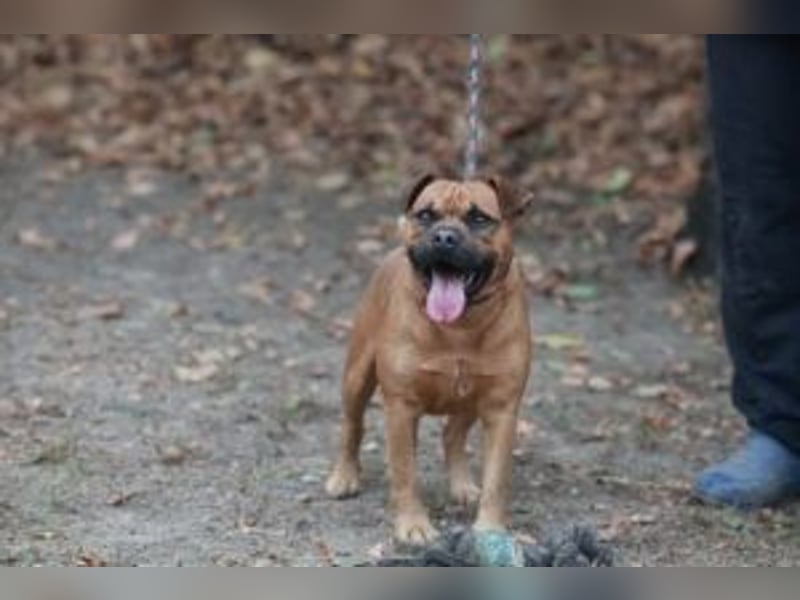 Fritzi - ein lebhafter Rohdiamant sucht aktive, konsequente Menschen