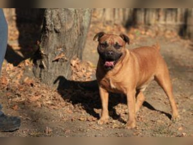 Fritzi - ein lebhafter Rohdiamant sucht aktive, konsequente Menschen