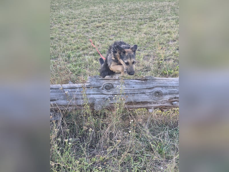 Traumhund Silver (Wasserratte)sucht sein Für-immer-Zuhause