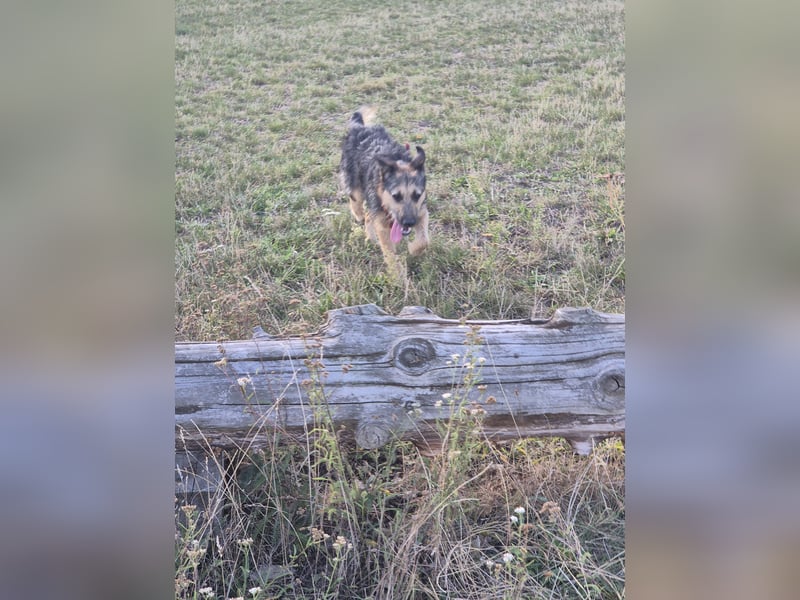 Traumhund Silver (Wasserratte)sucht sein Für-immer-Zuhause