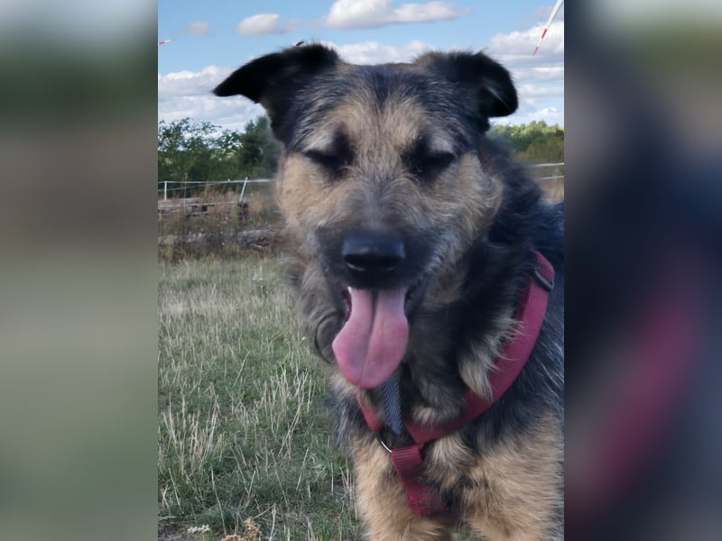 Traumhund Silver (Wasserratte)sucht sein Für-immer-Zuhause