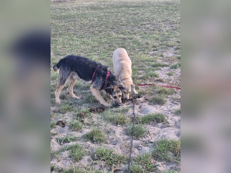 Traumhund Silver (Wasserratte)sucht sein Für-immer-Zuhause