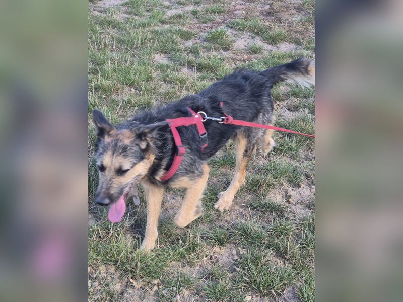 Traumhund Silver (Wasserratte)sucht sein Für-immer-Zuhause