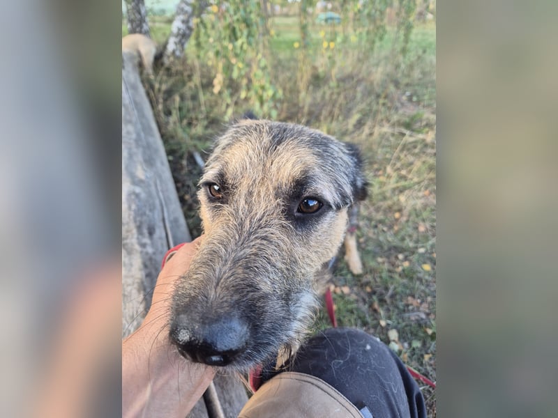 Traumhund Silver (Wasserratte)sucht sein Für-immer-Zuhause