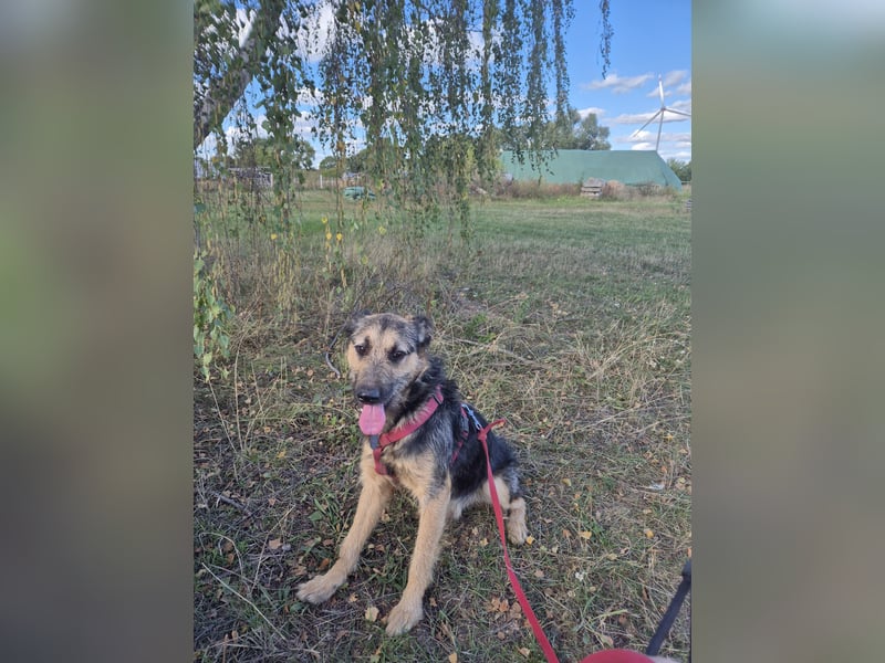 Traumhund Silver (Wasserratte)sucht sein Für-immer-Zuhause