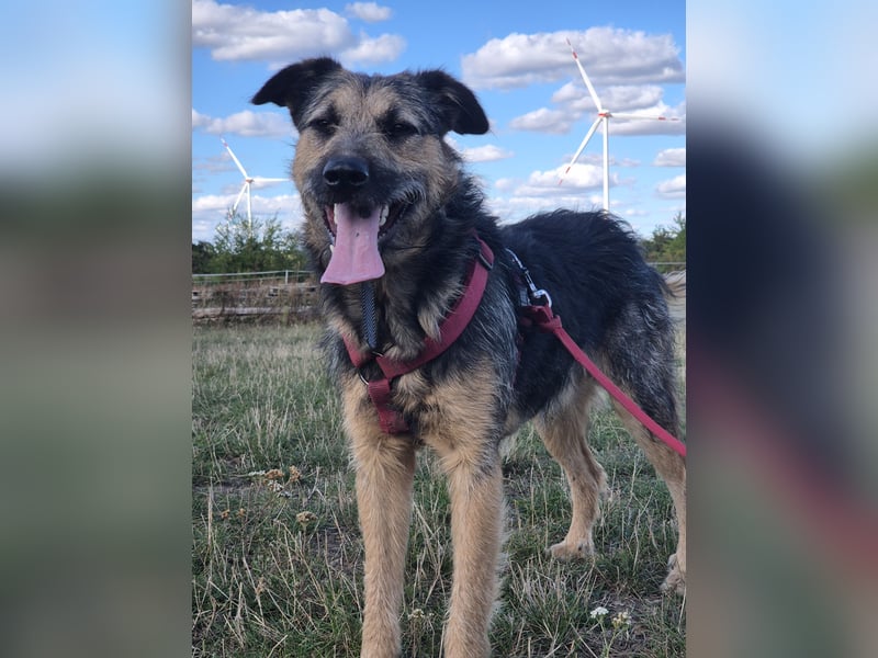 Traumhund Silver (Wasserratte)sucht sein Für-immer-Zuhause