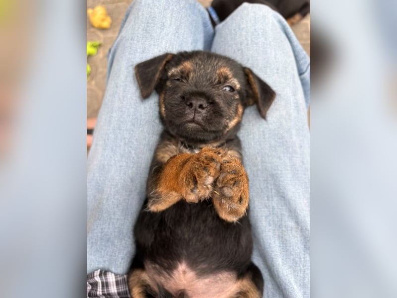 Border Terrier Welpen Bue and Tan mit kFT - Ahnentafel
