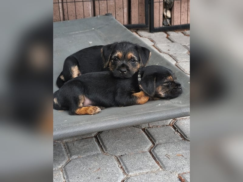 Border Terrier Welpen Bue and Tan mit kFT - Ahnentafel