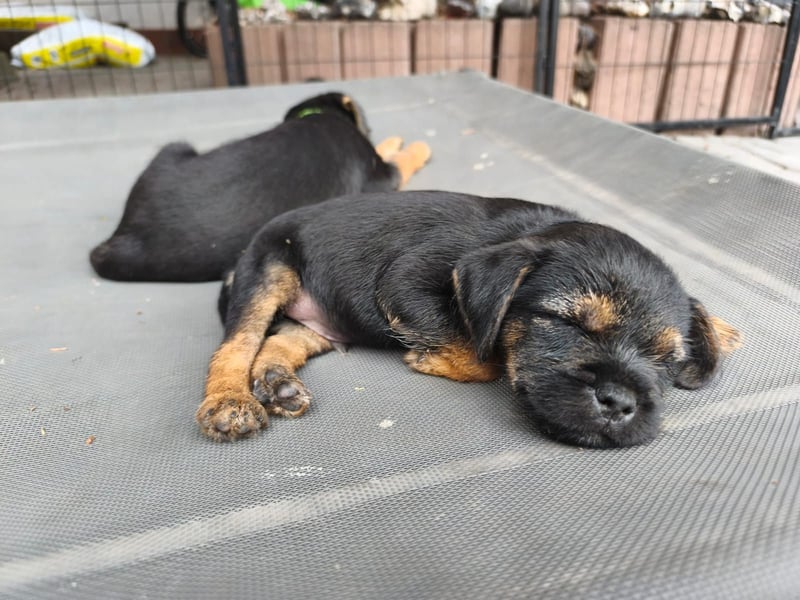 Border Terrier Welpen Bue and Tan