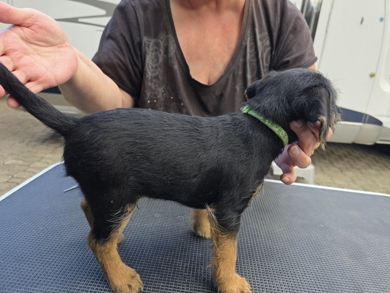 Border Terrier Welpen Bue and Tan mit kFT - Ahnentafel