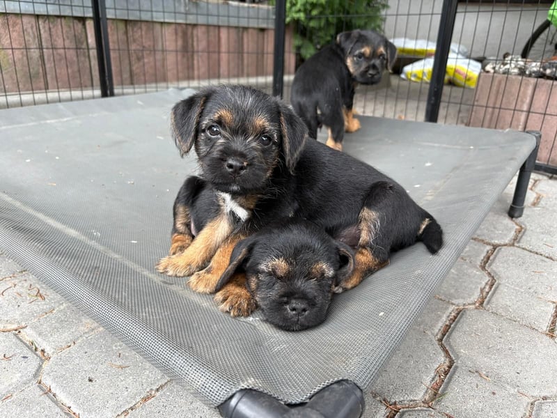 Border Terrier Welpen Bue and Tan