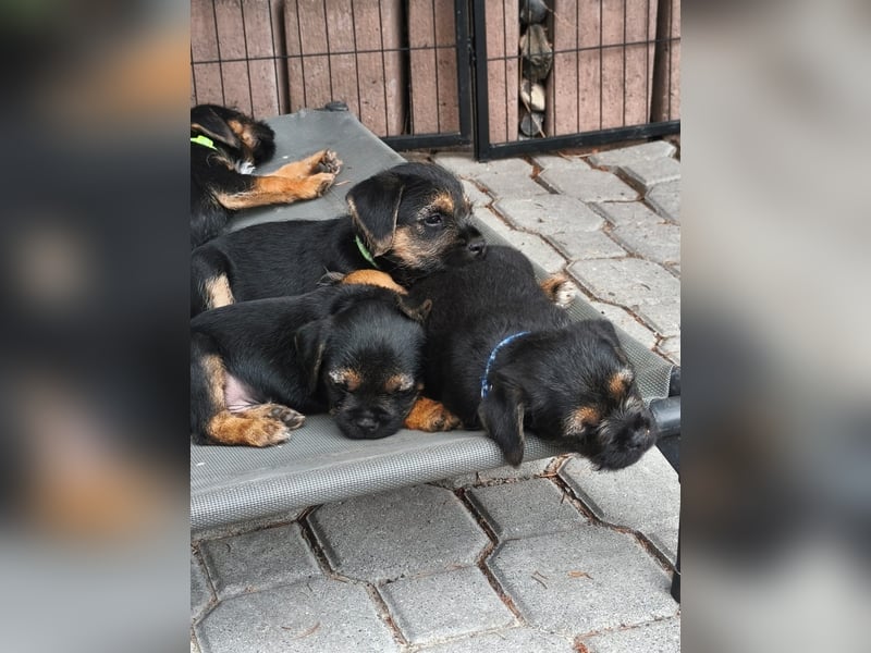 Border Terrier Welpen Bue and Tan mit kFT - Ahnentafel