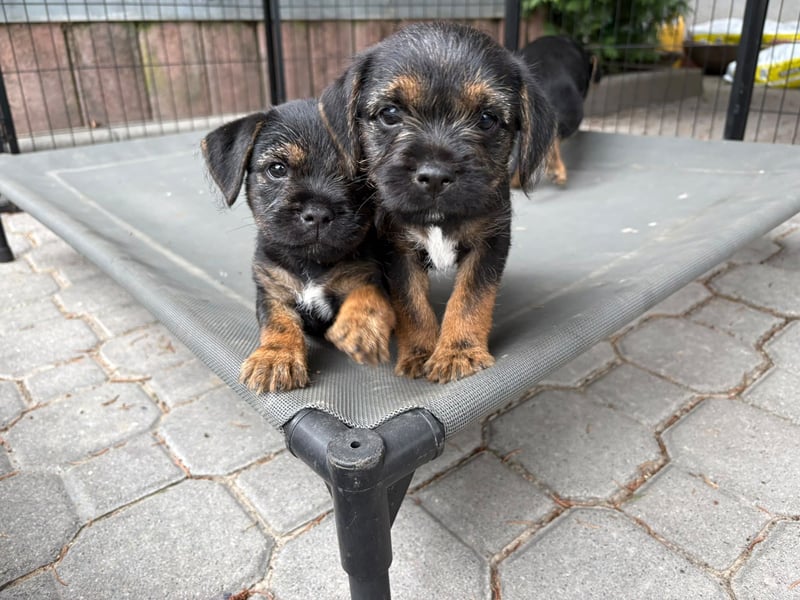 Border Terrier Welpen Bue and Tan mit kFT - Ahnentafel